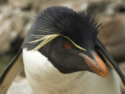 Picture of FALKLAND ISLANDS PORTRAIT OF ROCKHOPPER PENGUIN