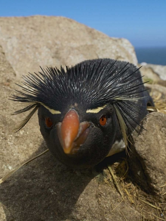 Picture of FALKLAND ISLANDS CLOSE-UP OF ROCKHOPPER PENGUIN