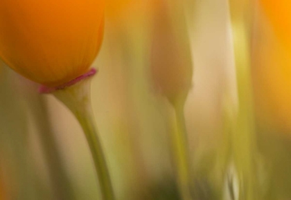 Picture of CALIFORNIA, ANTELOPE VALLEY, ABSTRACT OF POPPIES