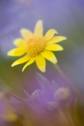 Picture of SOFT FOCUS OF YELLOW FLOWER AMONG PURPLE FLOWERS