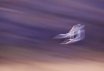 Picture of NEW MEXICO, ABSTRACT OF TWO SNOW GEESE IN FLIGHT