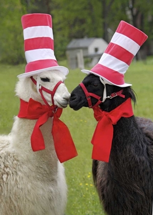 Picture of PENNSYLVANIA, ERIE TWO LLAMAS DRESSED HUMOROUSLY
