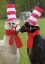 Picture of PENNSYLVANIA, ERIE TWO LLAMAS DRESSED HUMOROUSLY