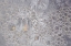 Picture of PENNSYLVANIA FROSTY WINDOW PANE AND SOAP BUBBLES