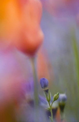 Picture of CALIFORNIA, ABSTRACT OF POPPIES AND GILIA FLOWERS