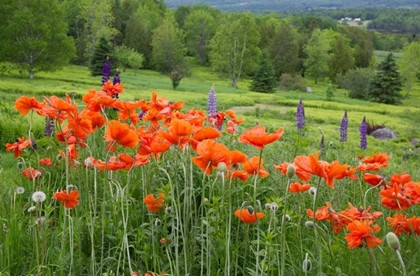 Picture of CANADA, NEW BRUNSWICK LANDSCAPE WITH WILDFLOWERS