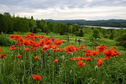 Picture of CANADA, NEW BRUNSWICK FLOWERS AND ST JOHN RIVER