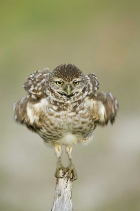 Picture of FL, CAPE CORAL, BURROWING OWL SHAKES ITS FEATHERS