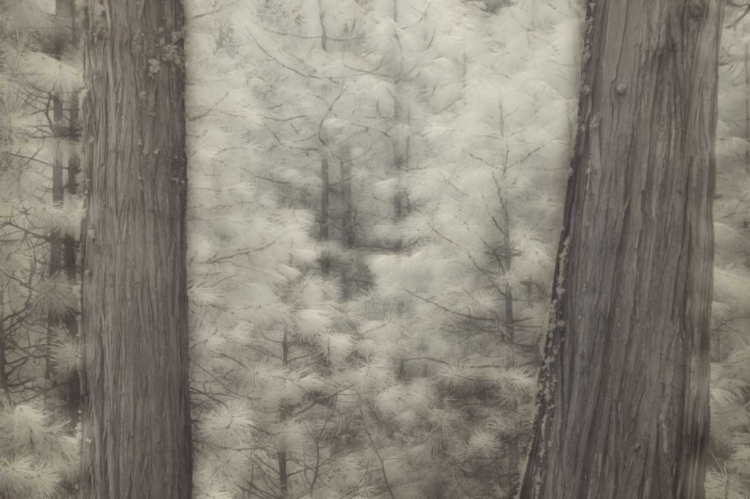 Picture of CA, YOSEMITE PINE TREES IN A SNOWSTORM