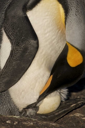 Picture of SAUNDERS ISLAND A KING PENGUIN WITH EGG