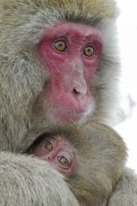 Picture of JAPAN SNOW MONKEY CLINGING TO ITS MOTHER