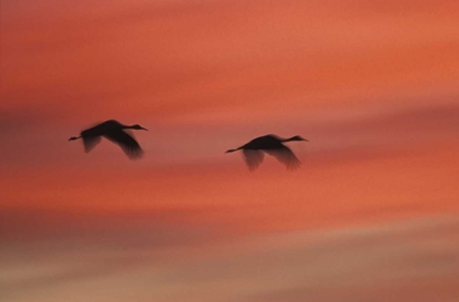 Picture of NEW MEXICOABSTRACT OF TWO SANDHILL CRANES