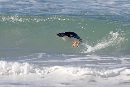 Picture of SAUNDERS ISLAND A GENTOO PENGUIN PORPOISING