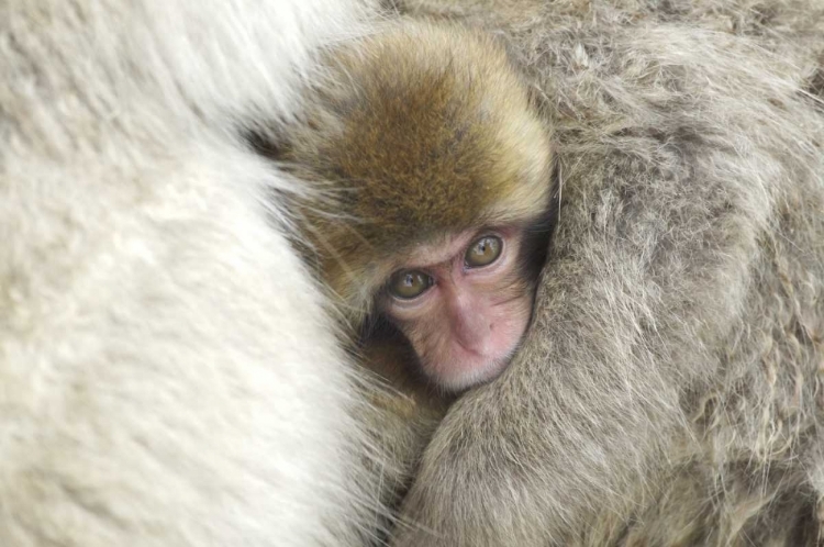 Picture of JAPAN A BABY SNOW MONKEY PEEKS OUT FROM MOM