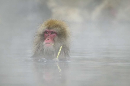 Picture of JAPAN A SNOW MONKEY SITTING IN A HOT SPRING