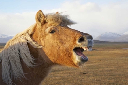 Picture of ICELAND, HOFN ICELANDIC HORSE SEEMS TO LAUGH
