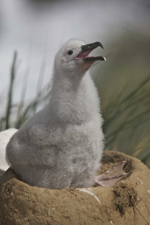 Picture of SAUNDERS ISLAND A JUVENILE ALBATROSS CALLING