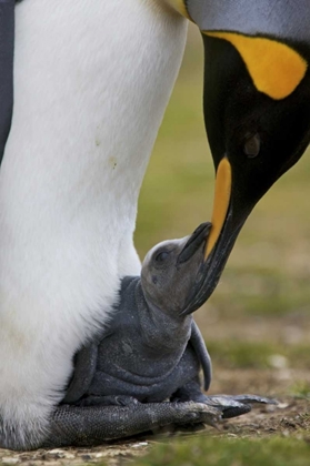 Picture of VOLUNTEER POINT KING PENGUIN NUZZLES ITS BABY