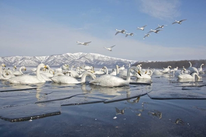 Picture of JAPAN, HOKKAIDO, TESHIKAGA WHOOPER SWANS REST