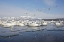 Picture of JAPAN, HOKKAIDO, TESHIKAGA WHOOPER SWANS REST