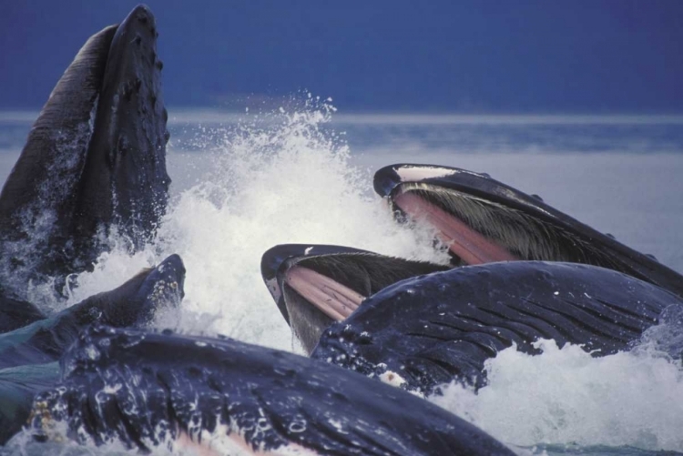 Picture of ALASKA, JUNEAU HUMPBACK WHALES BUBBLE NET FEED