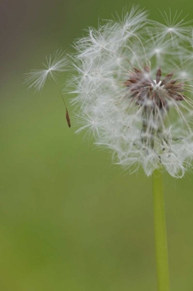 Picture of OHIO, CINCINNATI DANDELION CLOCK AND SEEDLINGS