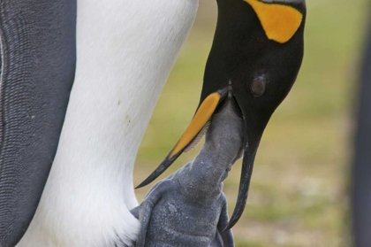 Picture of VOLUNTEER POINT A KING PENGUIN FEEDS ITS CHICK
