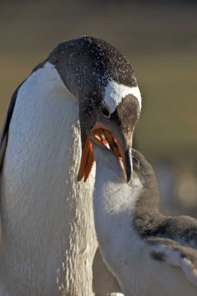 Picture of SAUNDERS ISLAND GENTOO PENGUIN FEEDS ITS CHICK