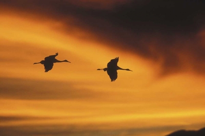 Picture of NEW MEXICOTWO SANDHILL CRANES FLYING AT SUNSET