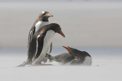 Picture of SAUNDERS ISLAND GENTOO PENGUINS IN A SAND STORM