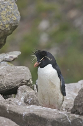 Picture of WEST POINT ISLAND ROCKHOPPER PENGUIN IN ROOKERY