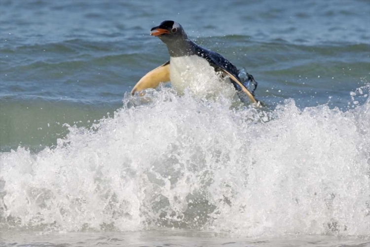 Picture of SAUNDERS ISLAND GENTOO PENGUIN EMERGES FROM SEA