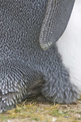 Picture of VOLUNTEER POINT KING PENGUIN CHICK UNDER PARENT