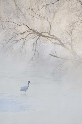 Picture of JAPAN, HOKKAIDO A HOODED CRANE IN FOGGY MORNING