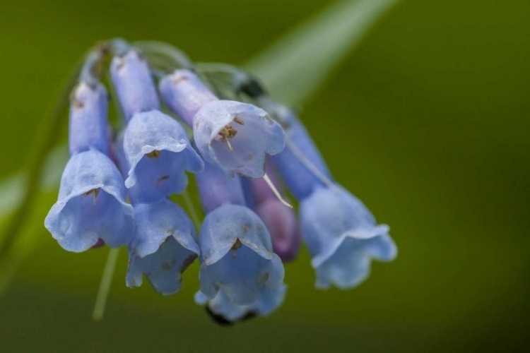 Picture of CO, CLEAR CREEK CO, CHIMING BELLS FLOWERS