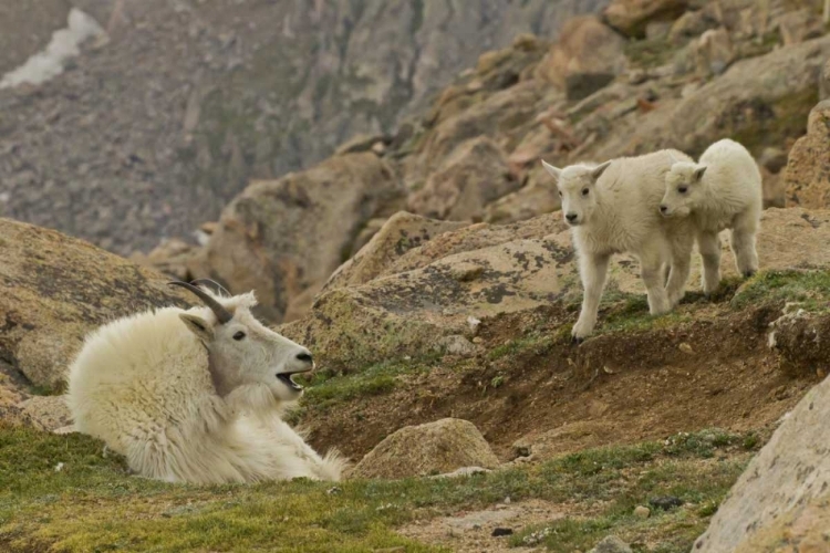 Picture of CO, MT EVANS MOUNTAIN GOAT KIDS AND NANNY