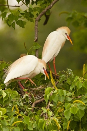 Picture of LOUISIANA, JEFFERSON ISLAND CATTLE EGRETS