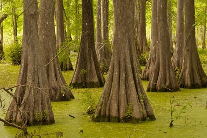 Picture of LOUISIANA, LAKE MARTIN BALD CYPRESS TREES