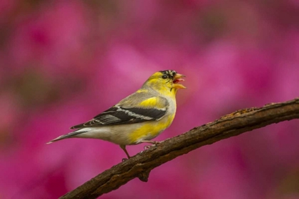 Picture of NORTH CAROLINA, AMERICAN GOLDFINCH SINGING