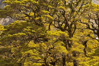 Picture of NEW ZEALAND, SOUTH ISL SILVER BEECH TREES