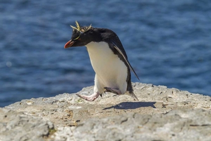 Picture of BLEAKER ISLAND ROCKHOPPER PENGUIN HOPPING