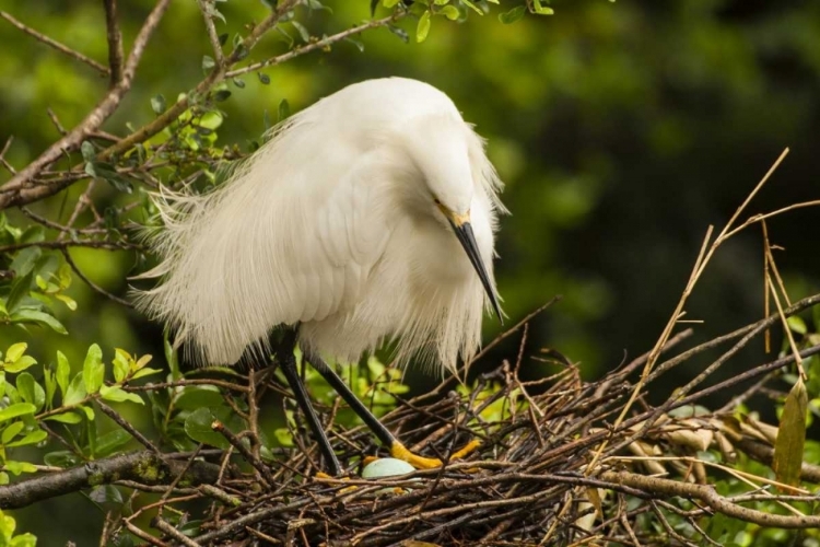 Picture of FL, ANASTASIA ISLAND SNOWY EGRET EYES EGG