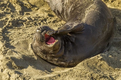 Picture of CA, PIEDRAS BLANCAS ELEPHANT SEAL YAWNING