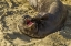 Picture of CA, PIEDRAS BLANCAS ELEPHANT SEAL YAWNING