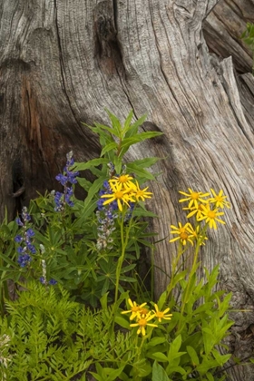 Picture of CO, GUNNISON NF LUPINE AND GOLDEN RAGWORT