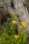 Picture of CO, GUNNISON NF LUPINE AND GOLDEN RAGWORT