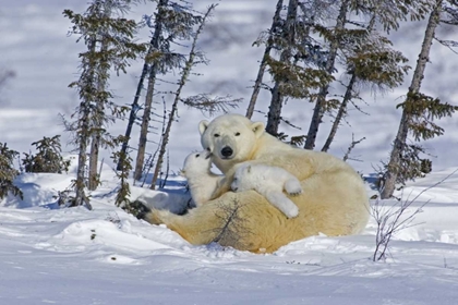 Picture of CANADA, WAPUSK NP POLAR BEAR CUBS PLAYING