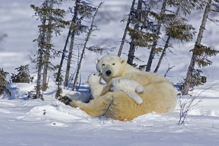 Picture of CANADA, WAPUSK NP POLAR BEAR CUBS PLAYING