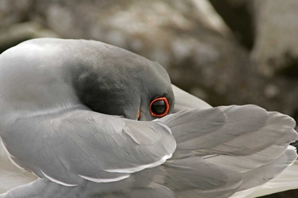 Picture of ECUADOR, GALAPAGOS NP SWALLOW-TAILED GULL
