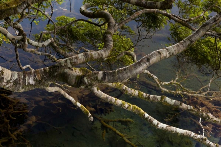 Picture of NEW ZEALAND, SOUTH ISLAND,TWISTED BRANCHES